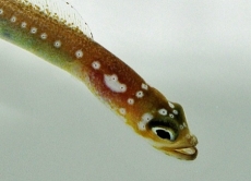 Gorgasia maculata - Perlen-Röhrenaal