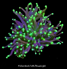 Bild zu MM Fimbriaphyllia (Euphyllia) glabrescens - Black Torch - Doppelkopf in Teilung #2184