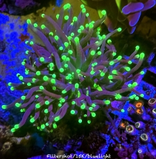 Bild zu MM Fimbriaphyllia (Euphyllia) glabrescens - Black Torch - Doppelkopf in Teilung #2184