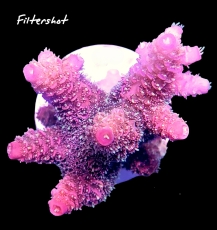 MM Acropora millepora pinkish #A-097 (Originalfoto)