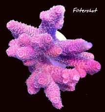 MM Acropora millepora pinkish #A-041 (Originalfoto)