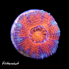 MM Micromussa (Acanthastrea) lordhowensis red-grey