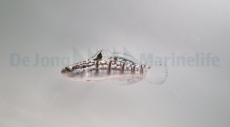 Amblygobius phalaena - Bagger-Grundel NACHZUCHTEN (5-7cm)