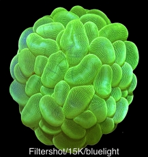 MM Plerogyra sinuosa -Neon Green- (Originalfoto)