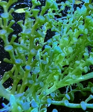 Caulerpa chemnitzia var. turbinata