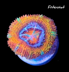 MM Micromussa (Acanthastrea) lordhowensis rainbow #094 (Originalfoto)