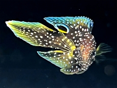 Bild zu Calloplesiops altivelis - Echter Mirakelbarsch - NACHZUCHTEN