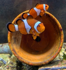 Amphiprion ocellaris Zuchtpaar aus unser Anlage (Beispielfoto)