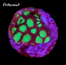 Bild zu MM Favia/Favites 