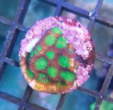 Bild zu MM Favia/Favites 