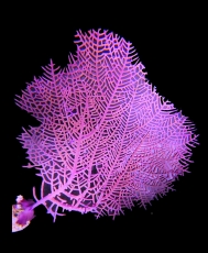 MM Gorgonia ventalina