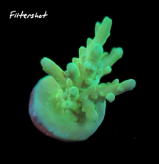 Bild zu MM Acropora sp. green #2078