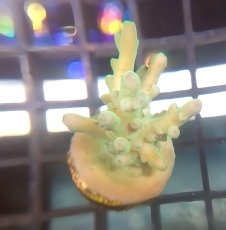 Bild zu MM Acropora sp. green #2078