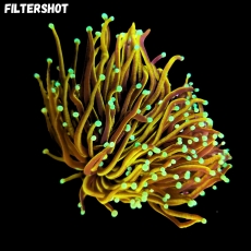 Bild zu MM Fimbriaphyllia (Euphyllia) Dragon Soul - MM Larven-Nachzucht #1100