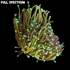 Bild zu MM Fimbriaphyllia (Euphyllia) Dragon Soul - MM Larven-Nachzucht #1100