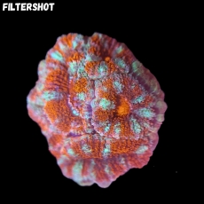 Bild zu MM Micromussa (Acanthastrea) lordhowensis 
