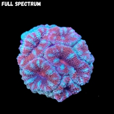 Bild zu MM Micromussa (Acanthastrea) lordhowensis 