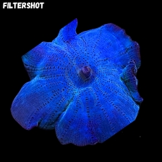 Bild zu MM Discosoma 