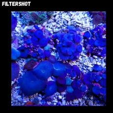 Bild zu MM Discosoma 