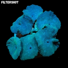 Bild zu MM Discosoma turquoise #1113