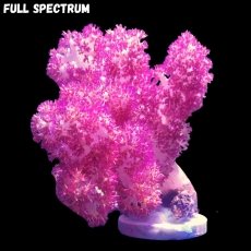 Bild zu MM Dendronephthya sp. #1118 (Originalfoto)