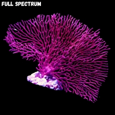 Bild zu MM Echinogorgia - Rote Fächergorgonie Gr. M/L