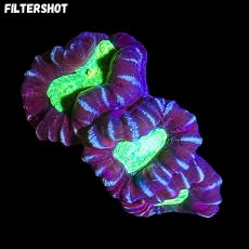 Bild zu MM Caulastrea striped bicolor #2093 (Originalfoto)