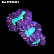 Bild zu MM Caulastrea striped bicolor #2093 (Originalfoto)