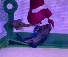 Bild zu Synchiropus splendidus - Mandarin-Leierfisch / NACHZUCHT (kleine Tiere) - PAAR