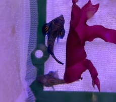 Bild zu Synchiropus splendidus - Mandarin-Leierfisch / NACHZUCHT (kleine Tiere) - PAAR