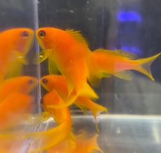 Bild zu Pseudanthias squamipinnis (10 Stück) - Juwelen Fahnenbarsch
