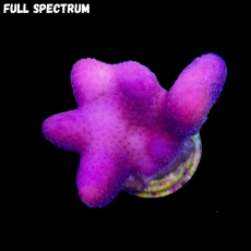 Bild zu MM Stylophora Fiji Pink #2265 (Originalfoto)