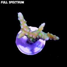 Bild zu MM Anacropora forbesi 