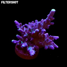 Bild zu MM Acropora tortuosa 