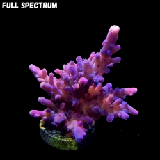 Bild zu MM Acropora tortuosa 