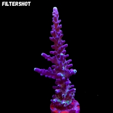 Bild zu MM Acropora tortuosa 