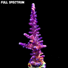 Bild zu MM Acropora tortuosa 
