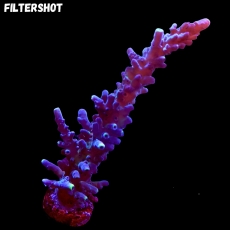 Bild zu MM Acropora tortuosa 