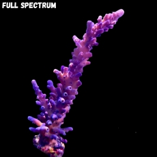Bild zu MM Acropora tortuosa 