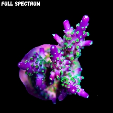 Bild zu MM Acropora tricolor #1166 (Originalfoto)