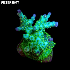Bild zu MM Acropora tricolor #1236 (Originalfoto)