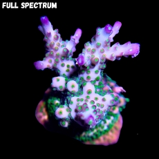 Bild zu MM Acropora tricolor #1236 (Originalfoto)