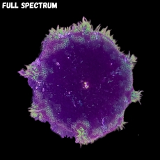 Bild zu MM Stichodactyla tapetum -MinMax- 