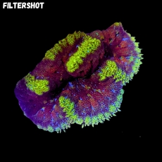 Bild zu MM Stichodactyla tapetum -MinMax- 