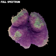 Bild zu MM Stichodactyla tapetum -MinMax- 
