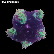 Bild zu MM Stichodactyla tapetum -MinMax- 