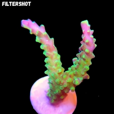 Bild zu MM Acropora secale 