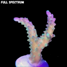 Bild zu MM Acropora secale 