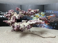 Bild zu Reef Art and Design – professioneller & individueller Riffaufbau