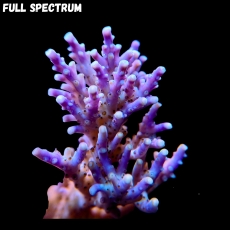 Bild zu MM Acropora nana